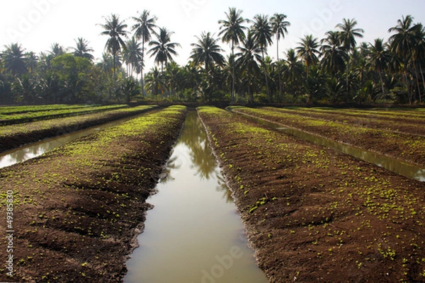 Obraz vegatable polt was prepared, Thailand.