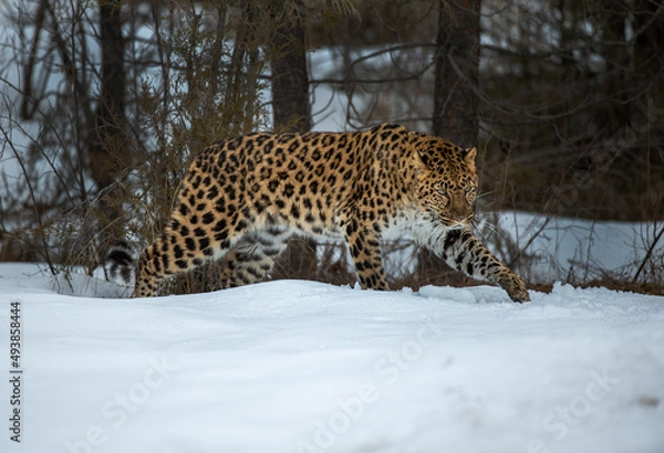 Fototapeta Amur Leopard