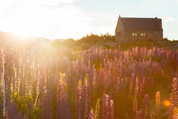 Obraz Sunrise with lupine