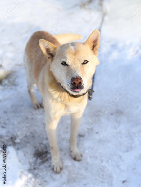 Fototapeta Young  chained mixed breed dog attentively looking in the camera, standing on snow in winter