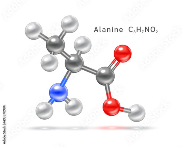 Fototapeta Structure of amino acid symbol. Alanine (Ala, A) structural chemical formula and molecule model. Which are building blocks of proteins and muscle fibers. 3D Vector EPS10 illustration.