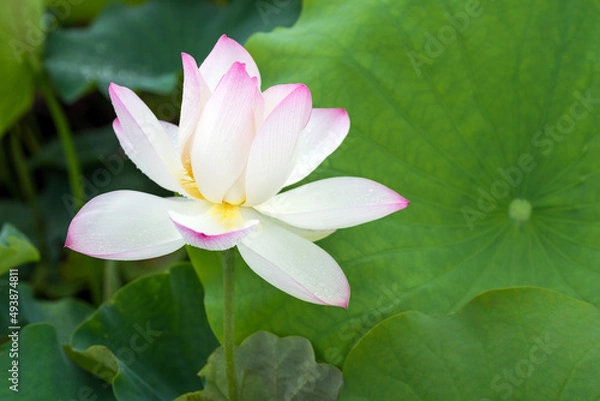 Fototapeta 緑の葉とピンクの縁取りの蓮の花
