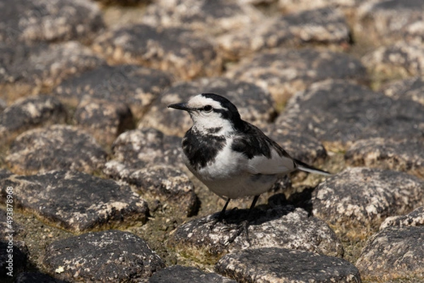 Obraz 石畳とハクセキレイ