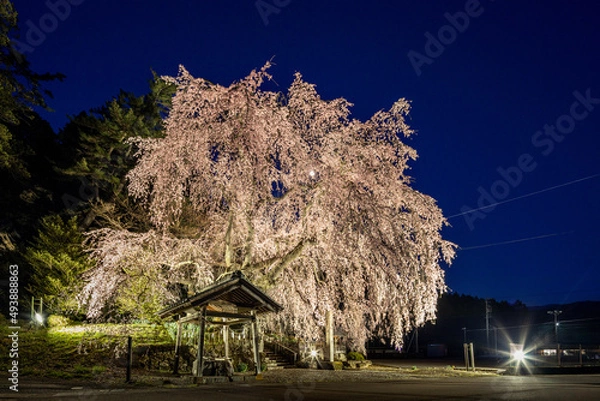 Obraz 飛騨萩原の桜 ライトアップ