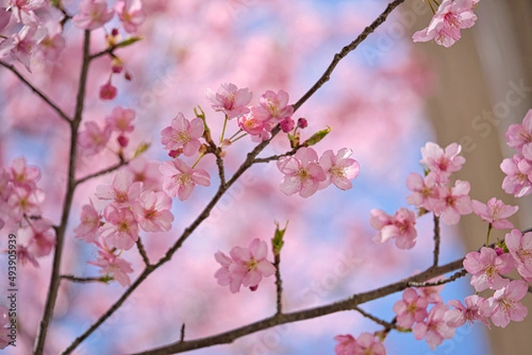 Obraz 見上げた河津桜と空2