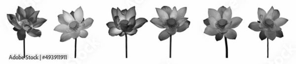Fototapeta Lotus flower black and white collections isolated on white background with clipping path.