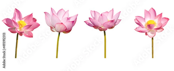 Fototapeta Lotus flower collections isolated on white background. File contains with clipping path.