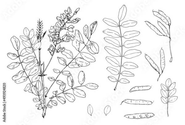Fototapeta acacia is a flowering twig with leaves. set of hand-drawn sketch-style isolated outline of acacia tree branches with leaves and flowers, black seed pods line on white for design template