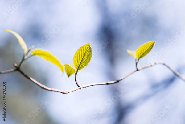 Obraz Frühlingsblätter