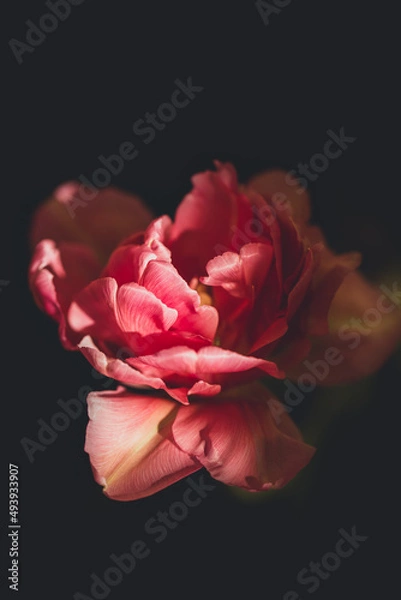 Obraz Tulpe Hintergrund