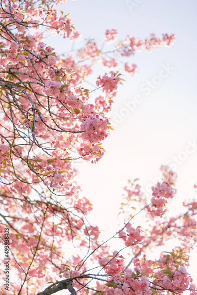 Fototapeta cherry blossom sakura