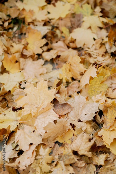 Fototapeta autumn leaves on the ground