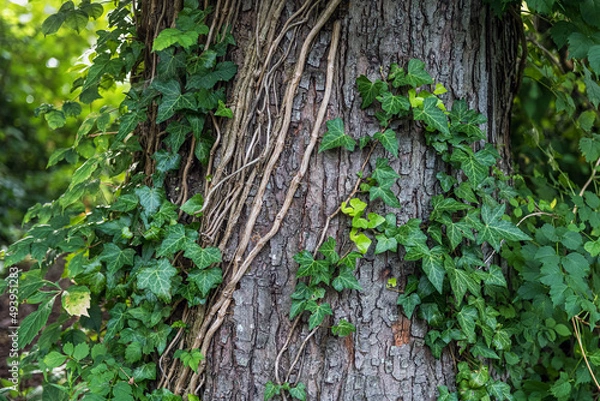 Obraz Ivy on the Trunk