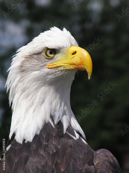 Fototapeta bald eagle