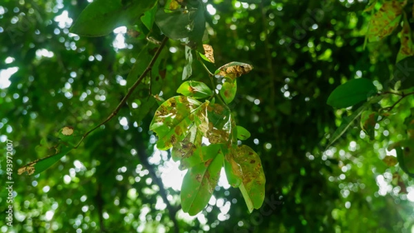 Fototapeta butterfly on a tree
