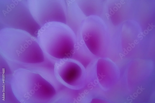 Fototapeta ダリア