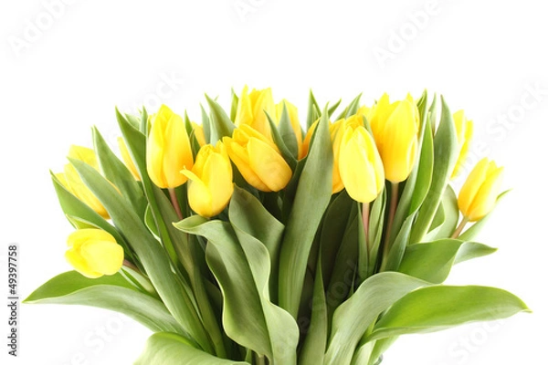 Obraz Tulips Bouquet isolated on white