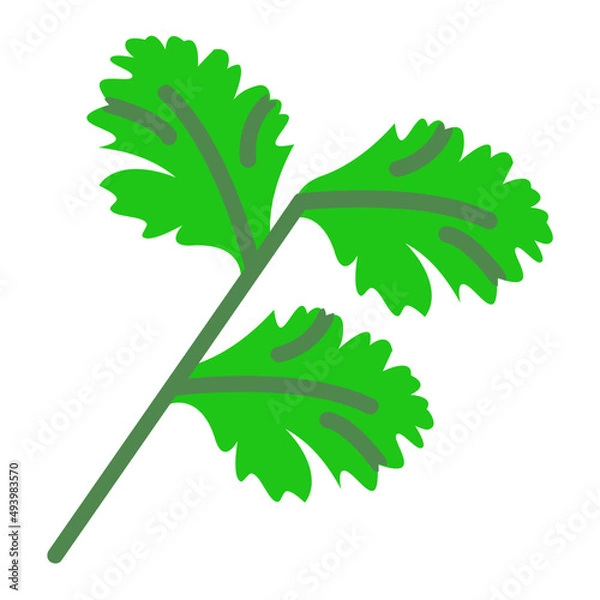 Fototapeta Raw Coriander with leaves Concept, fresh culantro vector color icon design, Condiments and Spices symbol, Food cooking ingredients Sign, Herbs and table sauce stock illustration
