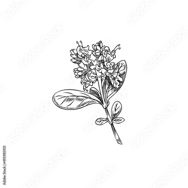 Fototapeta Blossoming marjoram branch with flowers engraving vector illustration isolated.