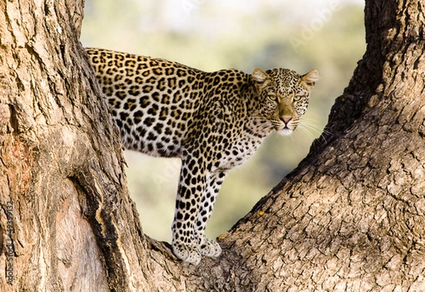 Fototapeta Leopard in a tree