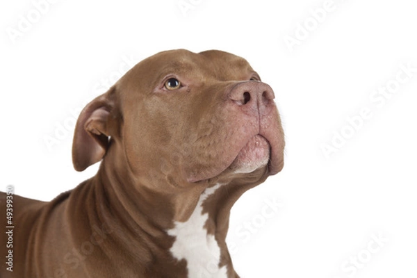 Obraz Pitbull sitting on white background