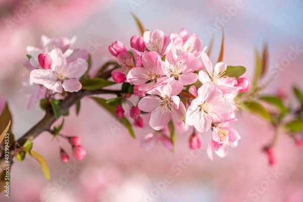 Fototapeta Peach tree flowers against blue sky close-up view in Chengdu, Sichuan province, China