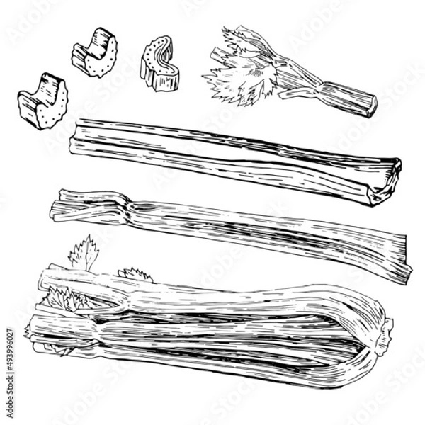 Fototapeta Line drawing of celery stalks and leaves isolated on white background. Vector. Hand drawing.