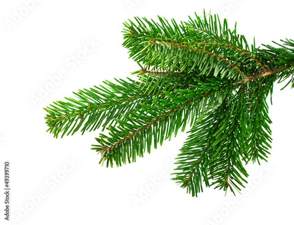 Fototapeta Spruce branch on a white background