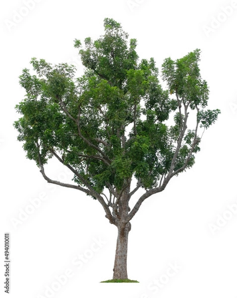 Fototapeta Beautiful tree isolated on white background. Suitable for use in architectural design or Decoration work.