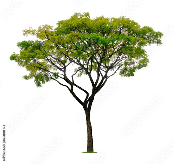 Fototapeta Beautiful tree isolated on white background. Suitable for use in architectural design or Decoration work.