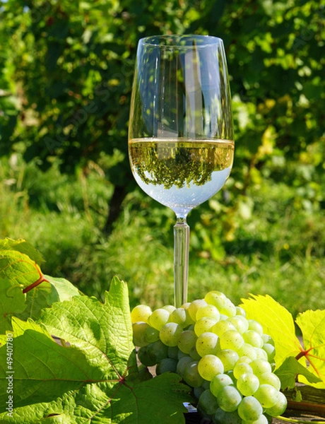 Obraz Weißwein - White Wine
