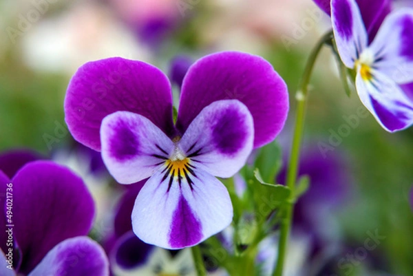 Obraz 紫色のビオラ