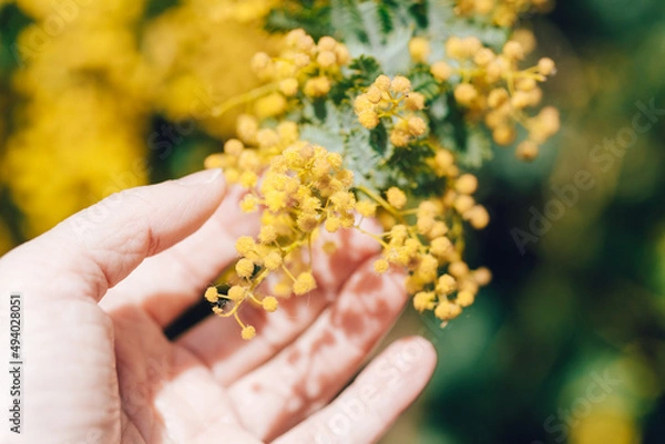 Fototapeta ミモザ