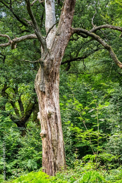 Fototapeta Abgestorbene Eiche im Urwald Sababurg