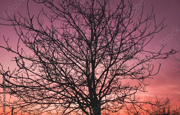 Obraz Tree against an orange sunset sky