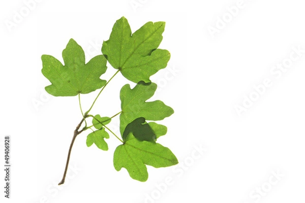 Obraz Feldahorn (Acer campestre)