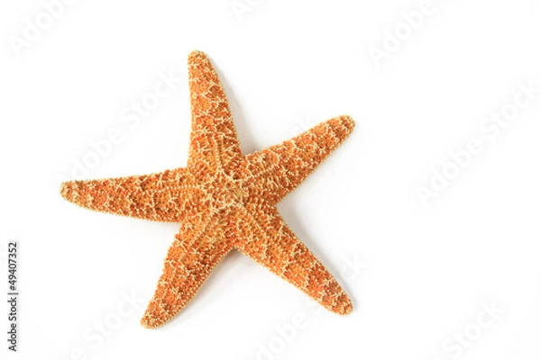 Obraz Rozgwiazda (Asterias rubens)