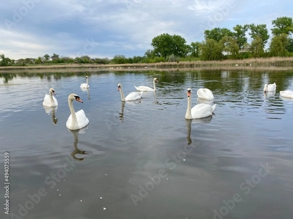 Obraz swans on the lake