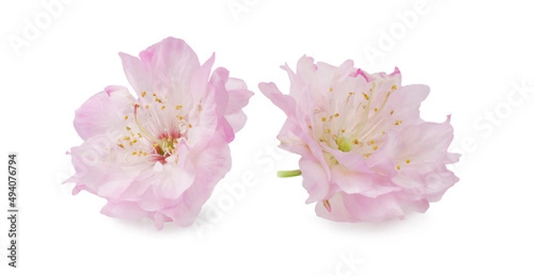 Obraz Cherry blossoms isolated on a white background
