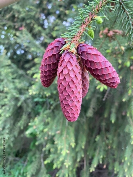 Obraz christmas tree branches with cones