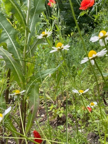 Obraz flowers in a field