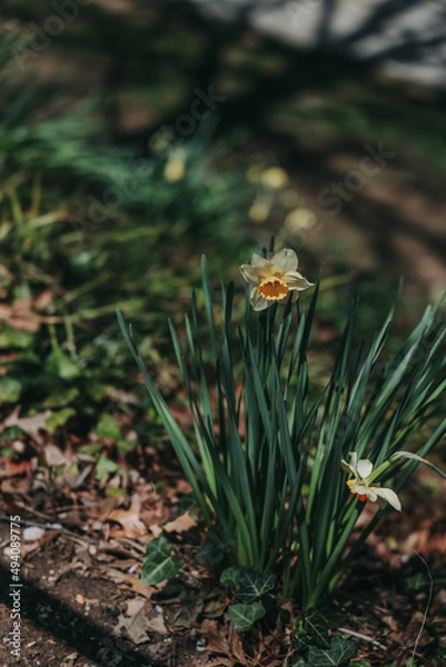 Obraz The Yellow Flower