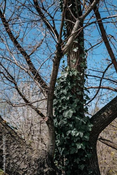 Obraz Tree in the Park