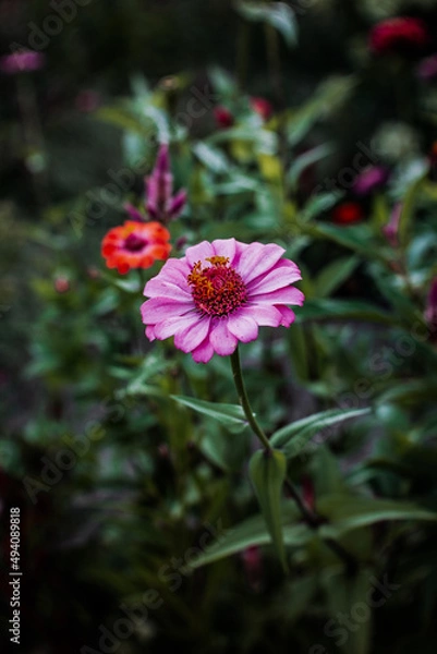 Obraz Beautiful Flower