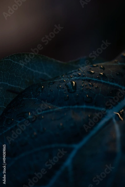 Obraz water on leaf 3