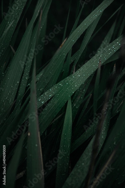 Obraz rain drops on the grass