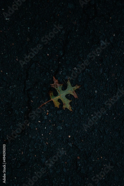 Obraz Leaf on Concrete