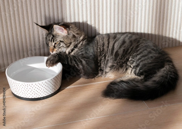 Obraz Maine coon dips its paw in water bowl trying to drink it
