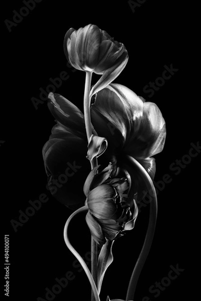 Fototapeta three tulips and foliage on a black background, black and white image, studio shot.