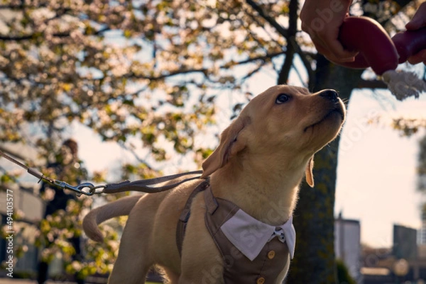 Obraz Cute Labrador Retriever in suit with sakura blooming flowers behind